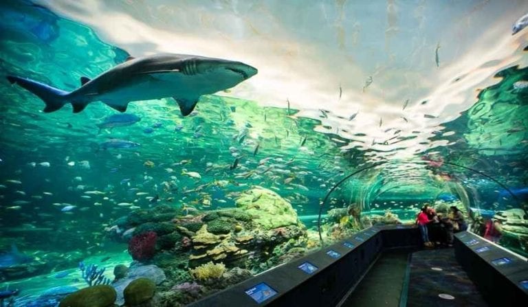 مدينة أكواريوم ريبلى البحرية - كندا