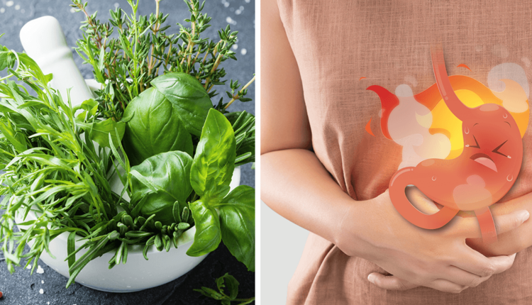 علاج جرثومة المعدة بالأعشاب