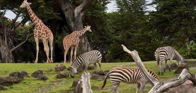 أجمل حدائق الحيوان في العالم