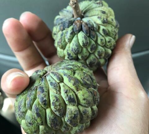 فوائد القشطة