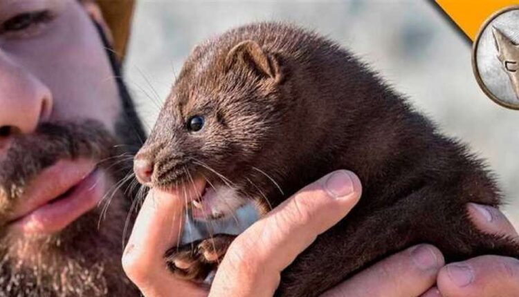 حيوان المنك