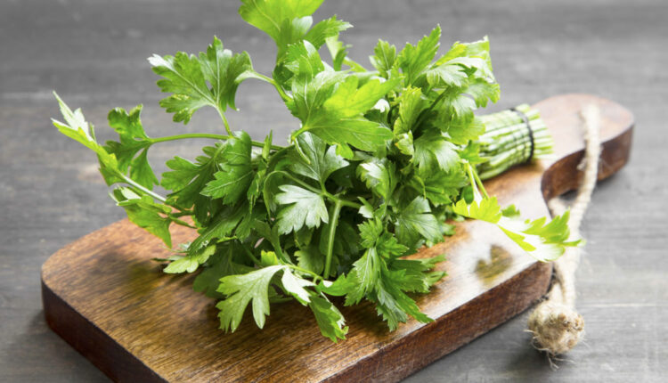 تجربتي مع البقدونس للشعر