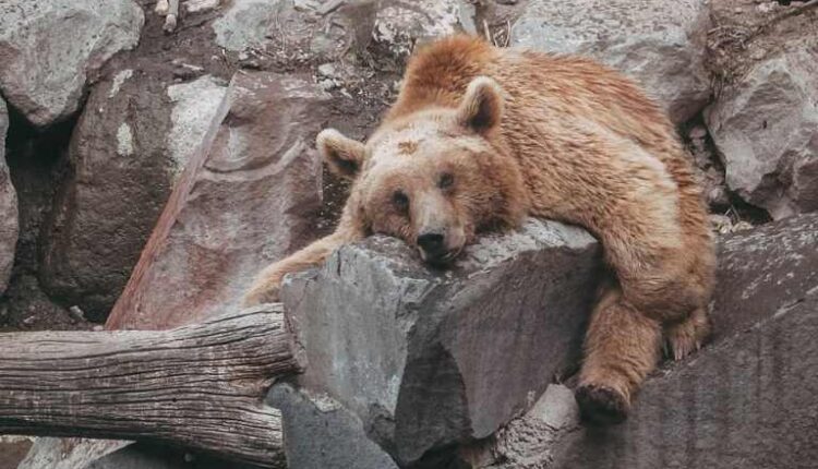 حديقة حيوان يريفان