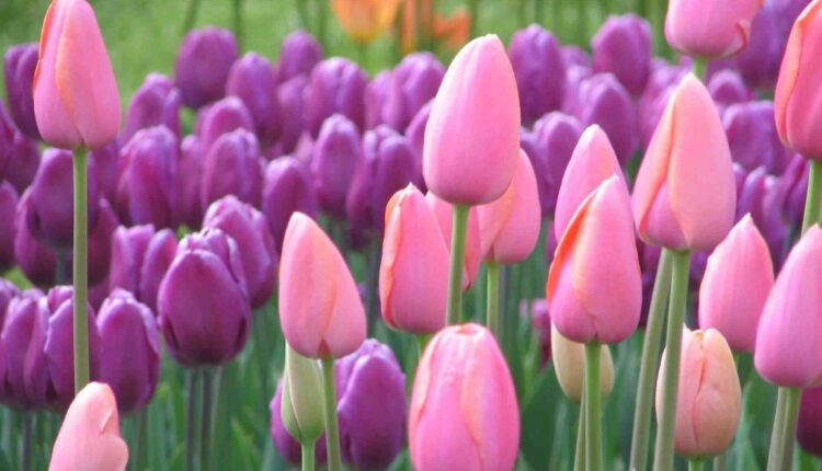 حقول التوليب