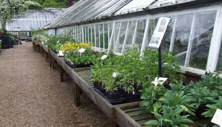 زهرة التوليب