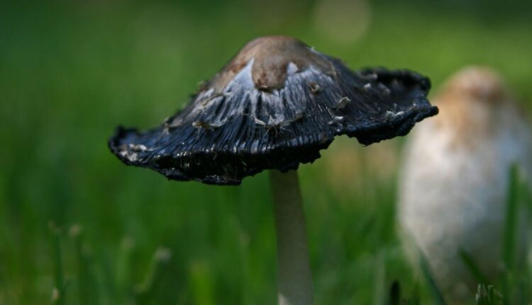 أماكن تواجد الفطر الأسود.. تجنبي التواجد بالقرب منها