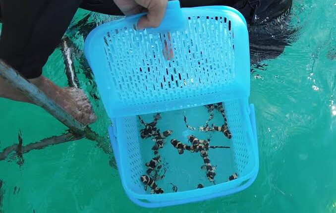 تايلاند.. تنقذ قرش الخيزران من الانقراض