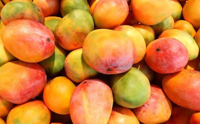 المانجو فاكهة لذيذة وغنية بالكثير من الفيتامينات والمعادن، لا يستطيع الكثير منا مقاومتها، خاصة الحوامل حيث تميل الكثير من النساء الحوامل إلى الرغبة في تناولها أكثر.