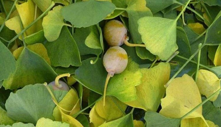 نوع من الأعشاب يخفيه عنك الأطباء.. يعالج السكتة الدماغية ومشاكل الطمث