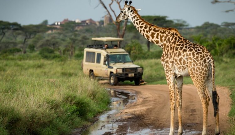أوغندا "لؤلؤة إفريقيا".. قبلة المغامرين ورحلات السفاري