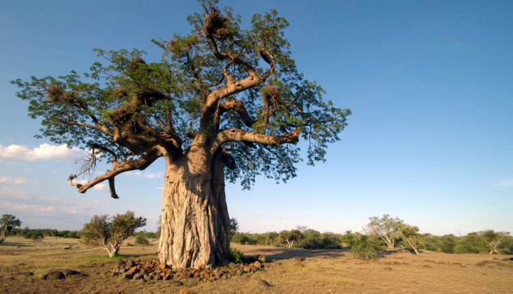 زيت الباوبات "شجرة الحياة".. مفيد للبشرة والشعر