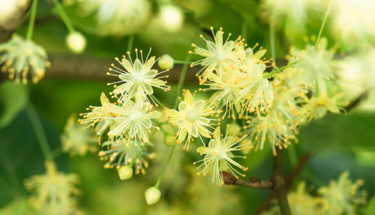 عشبة سرية مفيدة للسيدات... تقضي على الشيخوخة والأمراض المصاحبة لها