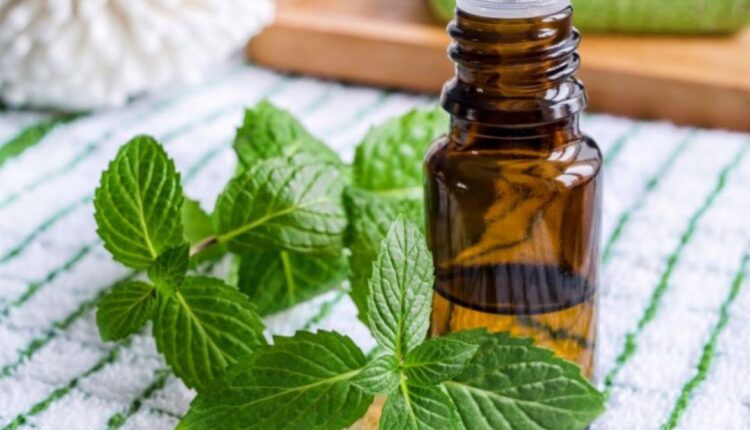 زيت النعناع ذو الرائحة العطرة... لا تجعلي منزلك يخلو منه