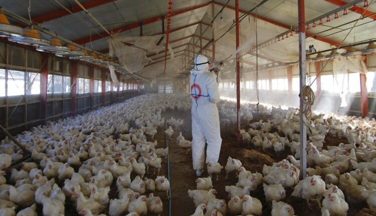 إسرائيل تحت التهديد بعد انتشار أنفلونزا الطيور