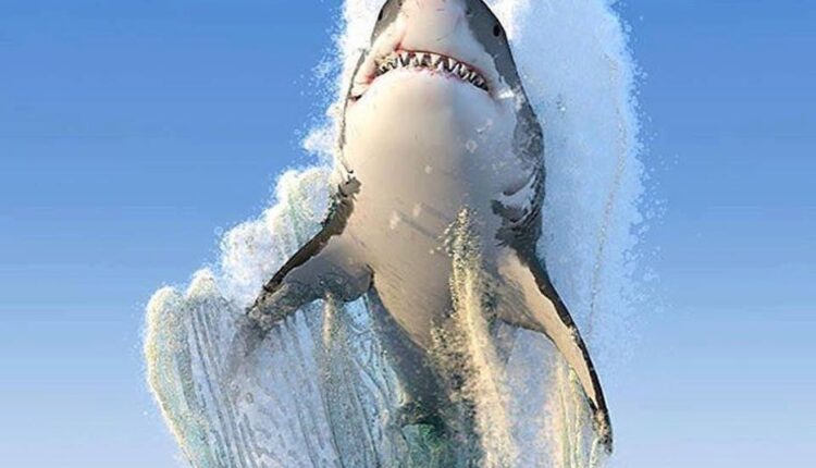 أسماك القرش لديها بروتينات تقضي على كورونا ومتحوراته