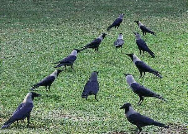 "محكمة الغربان" أكثر المحاكم عدلاً في العالم