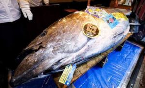 3.2 ملايين دولار ثمن سمكة تونة في مزاد ياباني