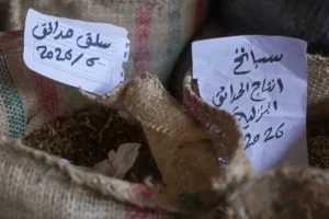 بنك للبذور البلدية في دير البلح يوزّع أصنافاً محلية على مزارعي غزة بنظام الإعارة