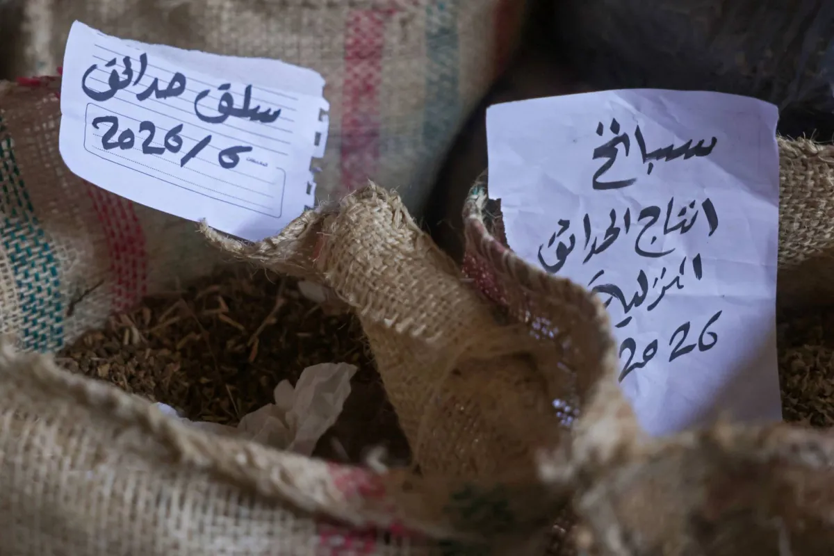 بنك للبذور البلدية في دير البلح يوزّع أصنافاً محلية على مزارعي غزة بنظام الإعارة